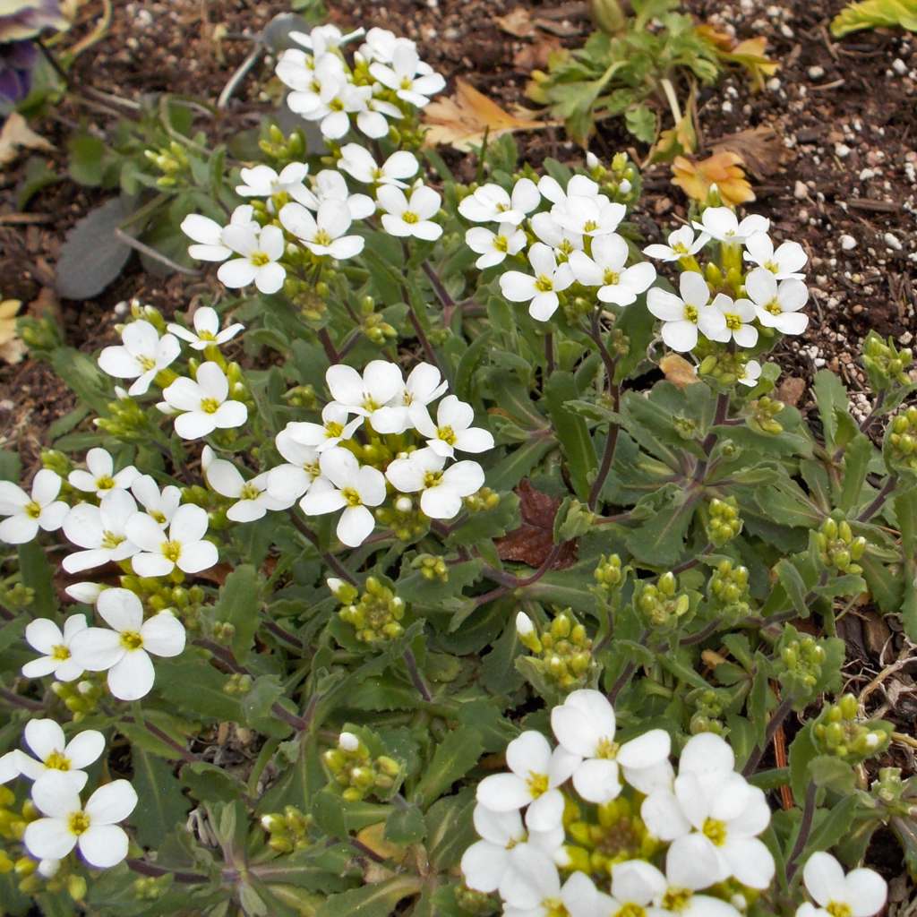 Perennial Flowers