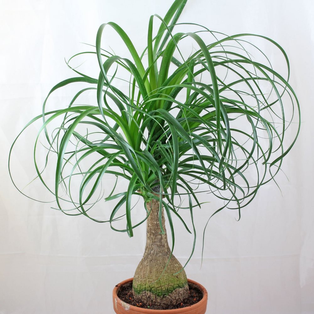 Indoor Plants for Home