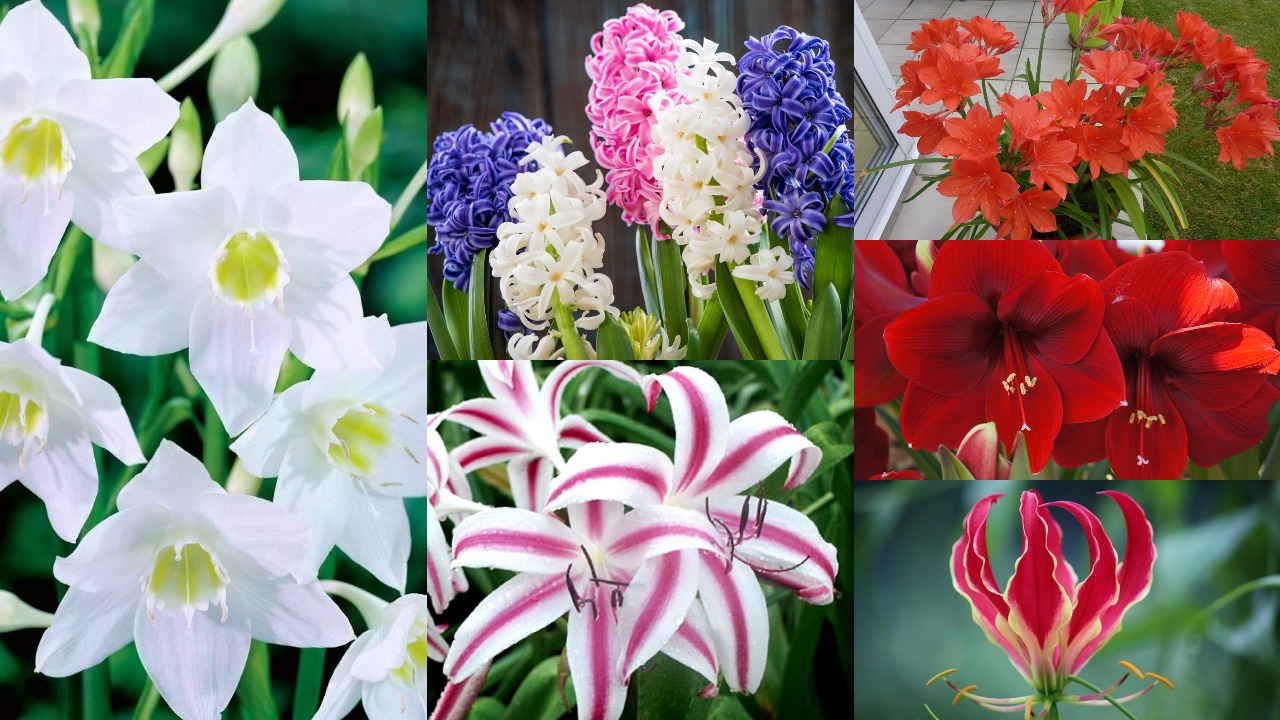 Bulbous Indoor Flowers