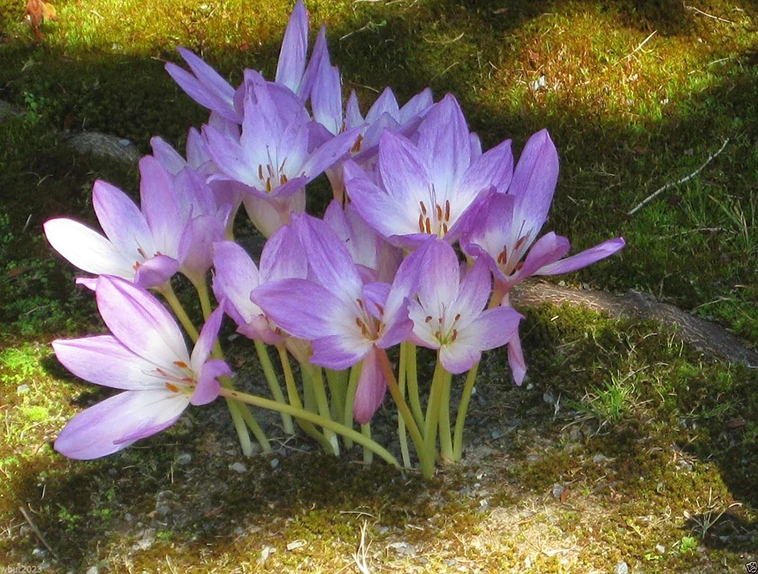 Perennial Flowers