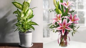 11 Common Plants that can be Dangerous for Your Pets
