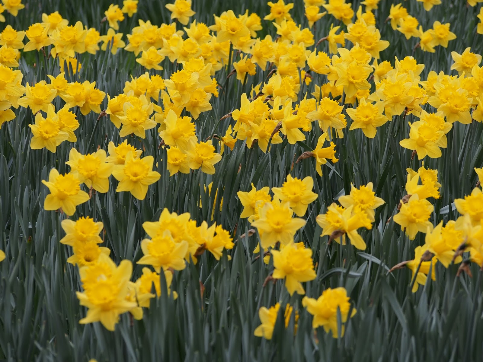 Perennial Flowers