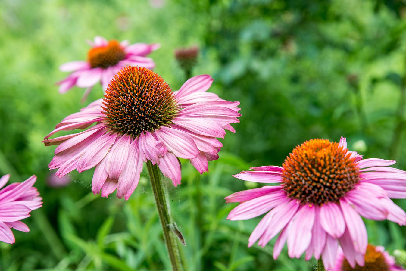 Perennial Flowers