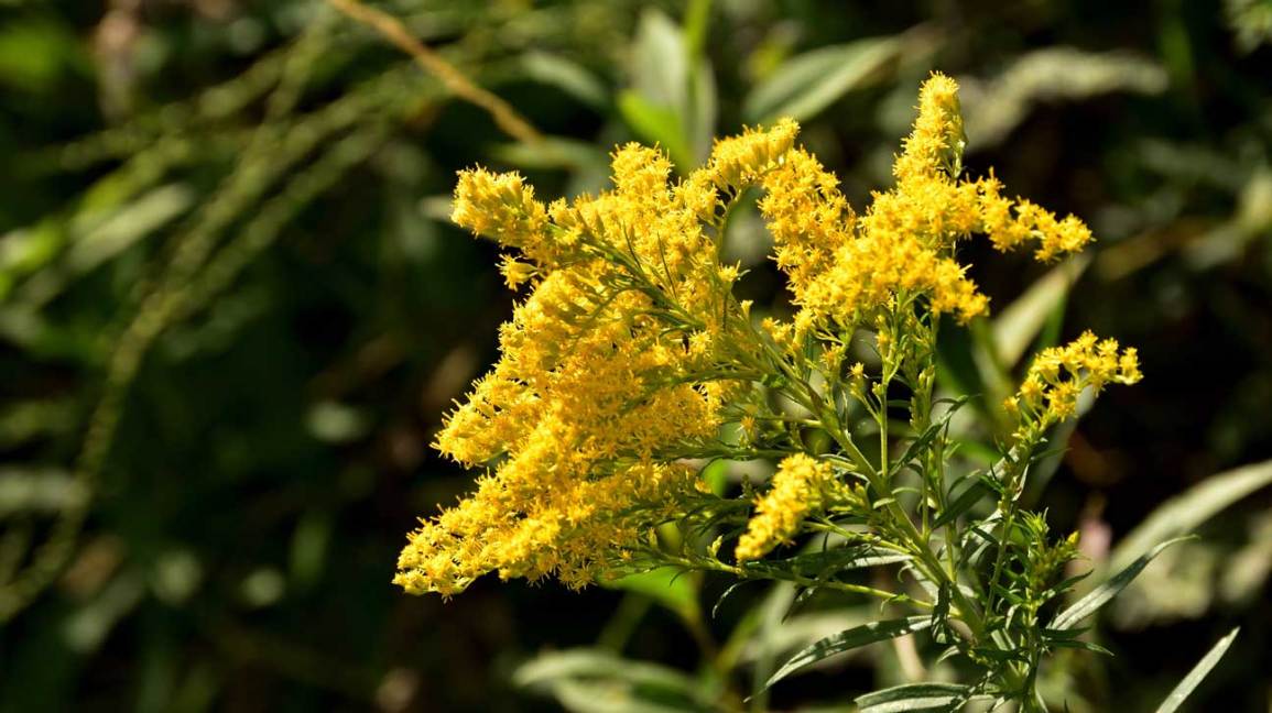 Perennial Flowers