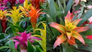 A Brief Guide about Guzmania Plant Care & Tips for Your Home Garden