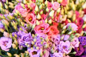 How to Grow Lisianthus with Care and Cultivation