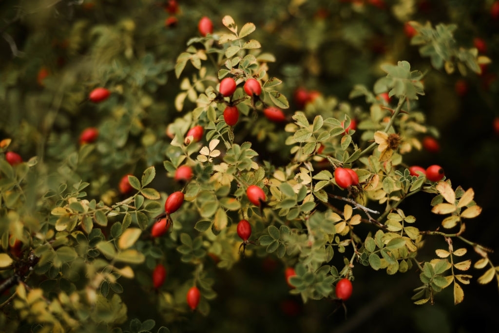 Barberry Plant Care