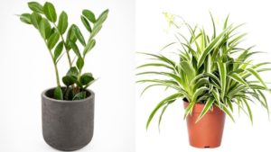 10 Everlasting Indoor Plants that will Decorate Your Home
