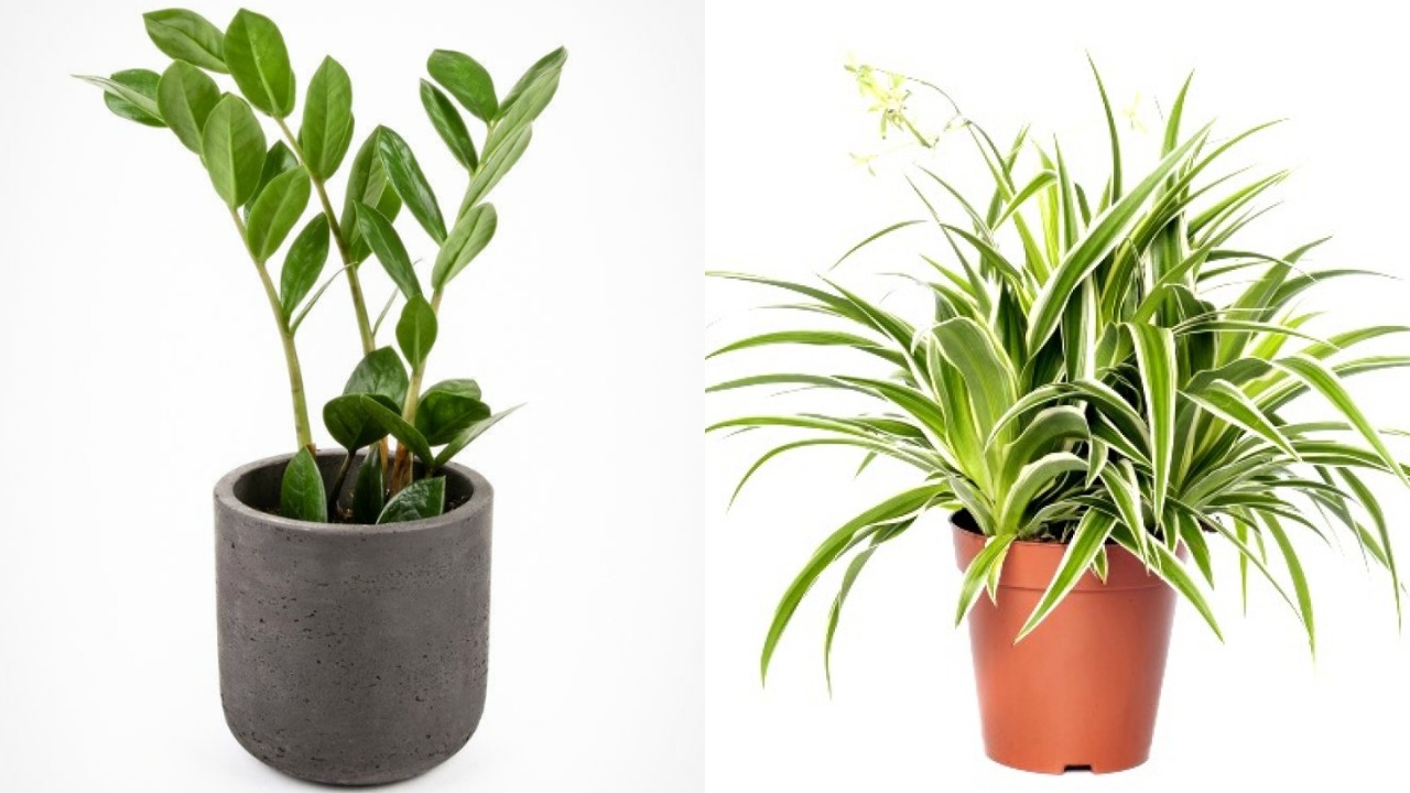 Indoor Plants for Home