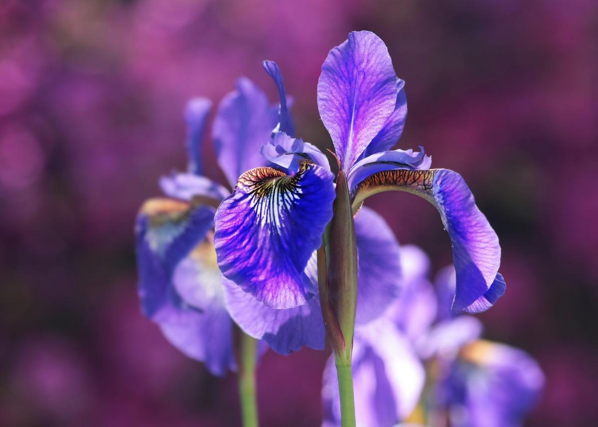 Perennial Flowers