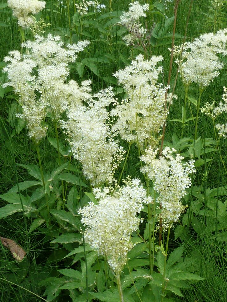 Perennial Flowers