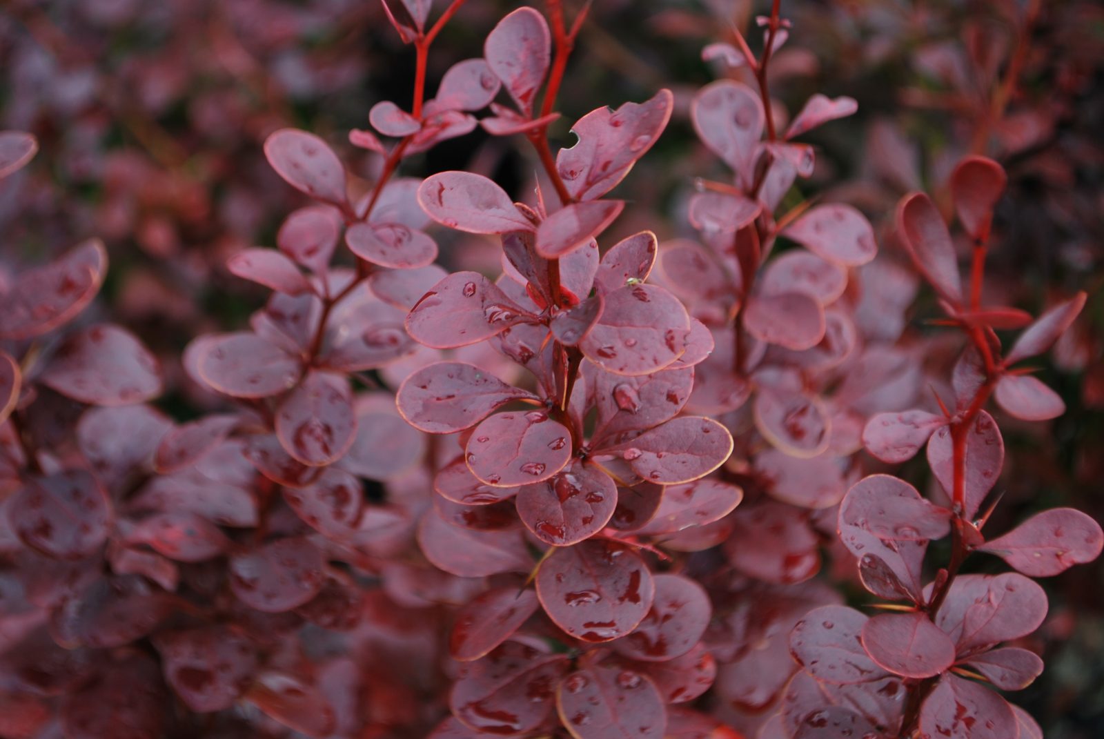 How to Grow and Care Barberry