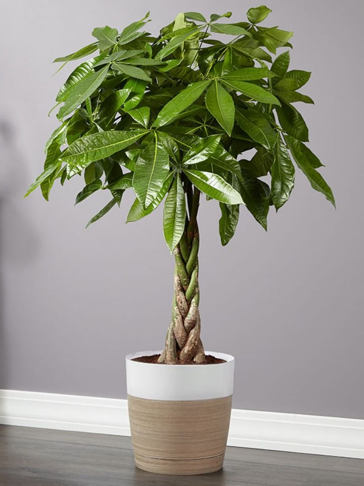 Indoor Plants for Home