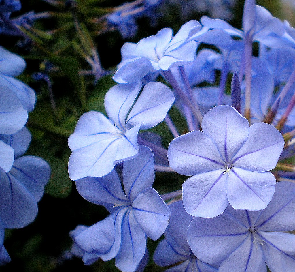 Perennial Flowers