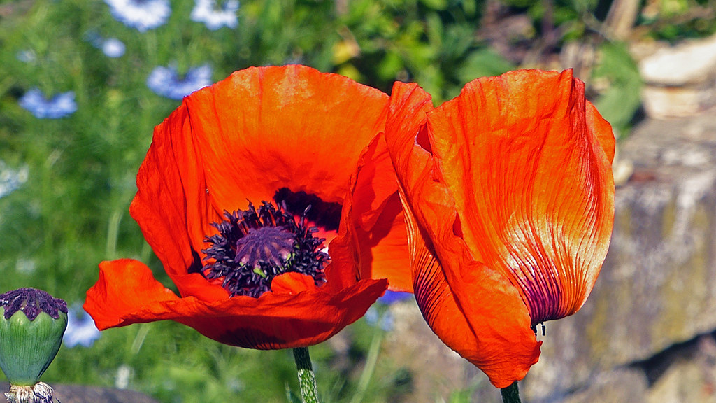 Perennial Flowers