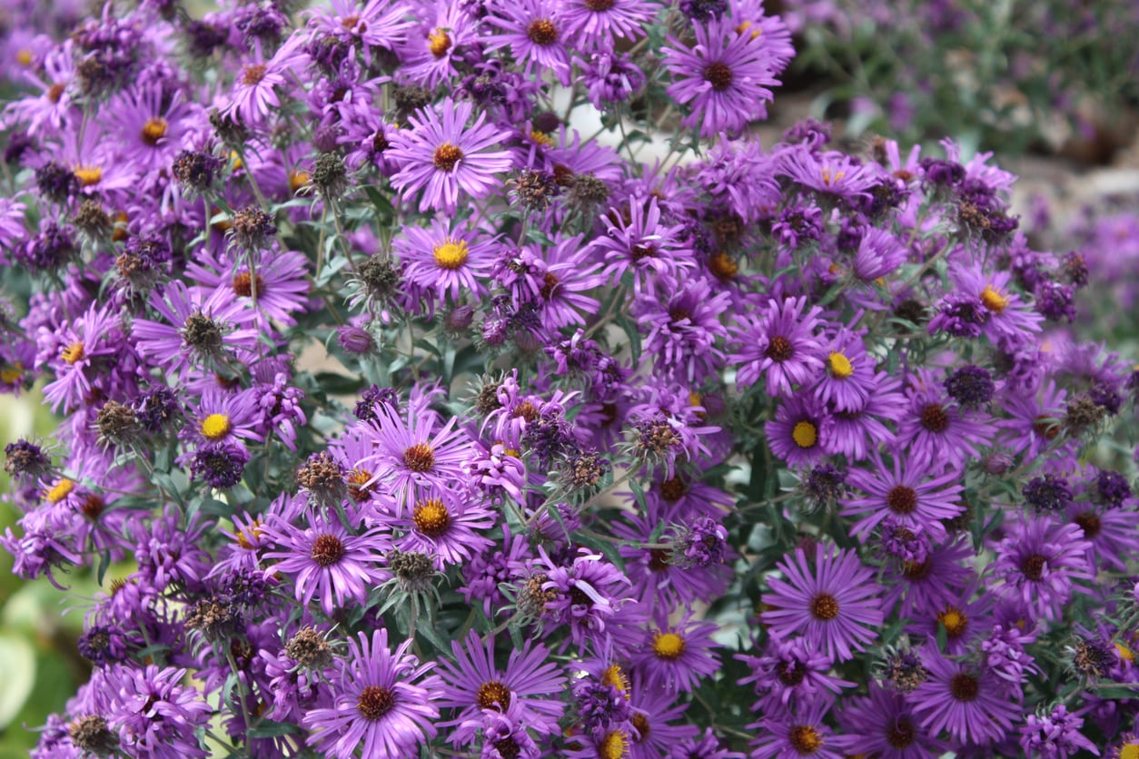 Perennial Flowers