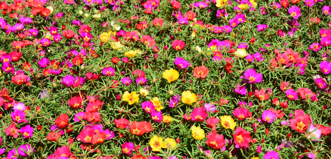 Portulaca Oleracea