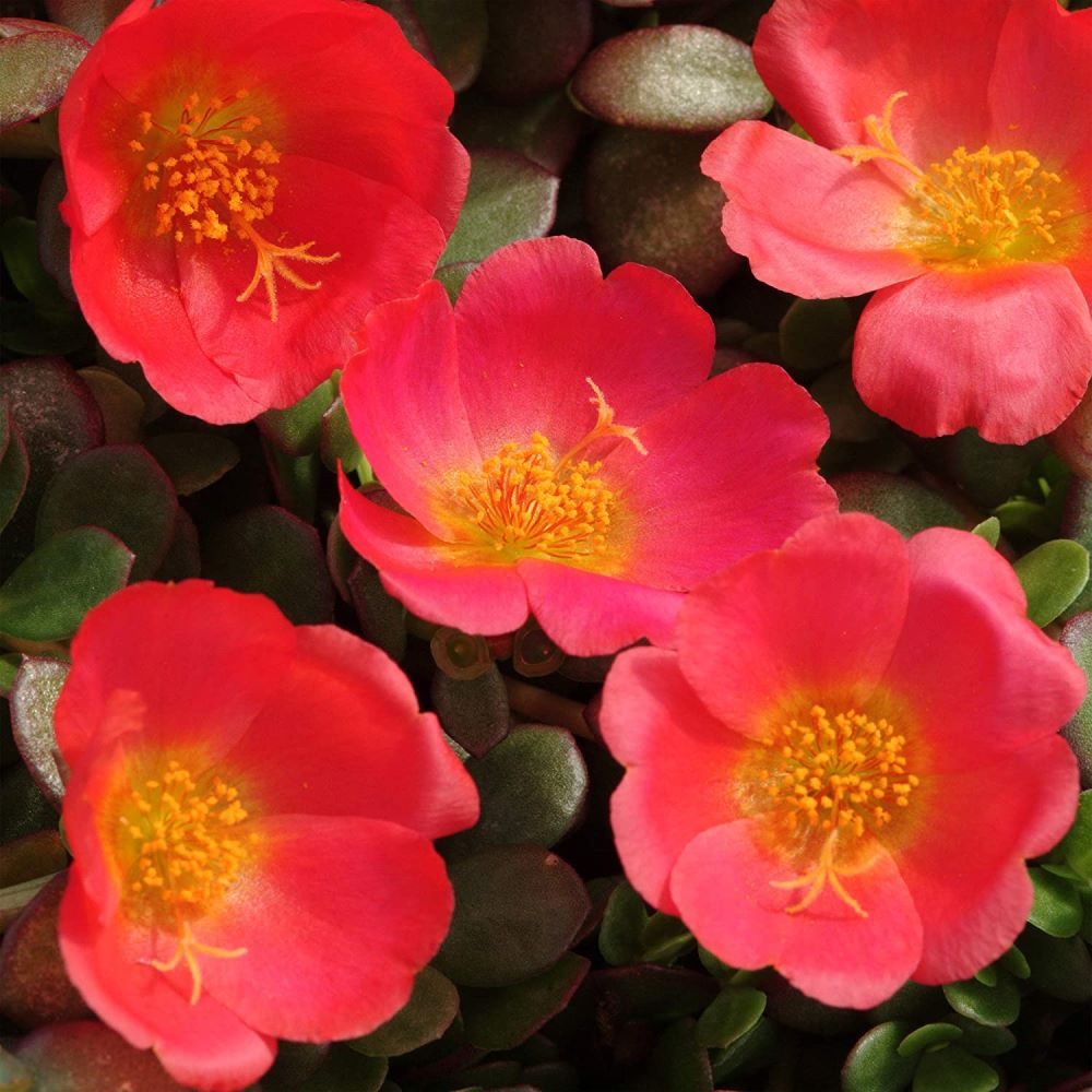 Portulaca Oleracea