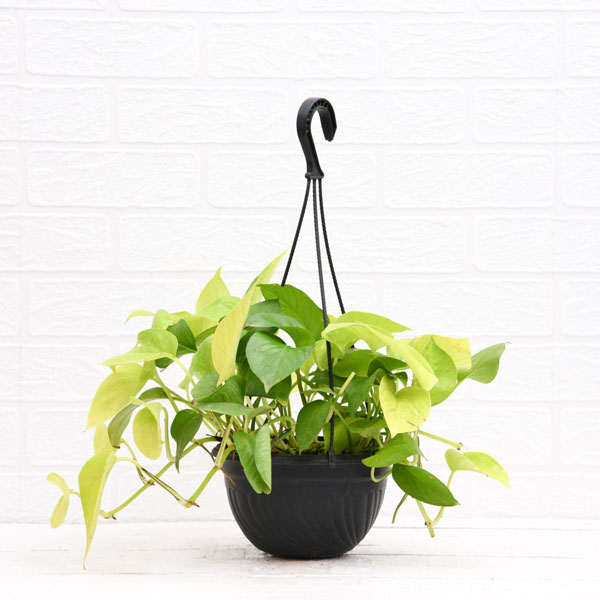 Indoor Plants for Home