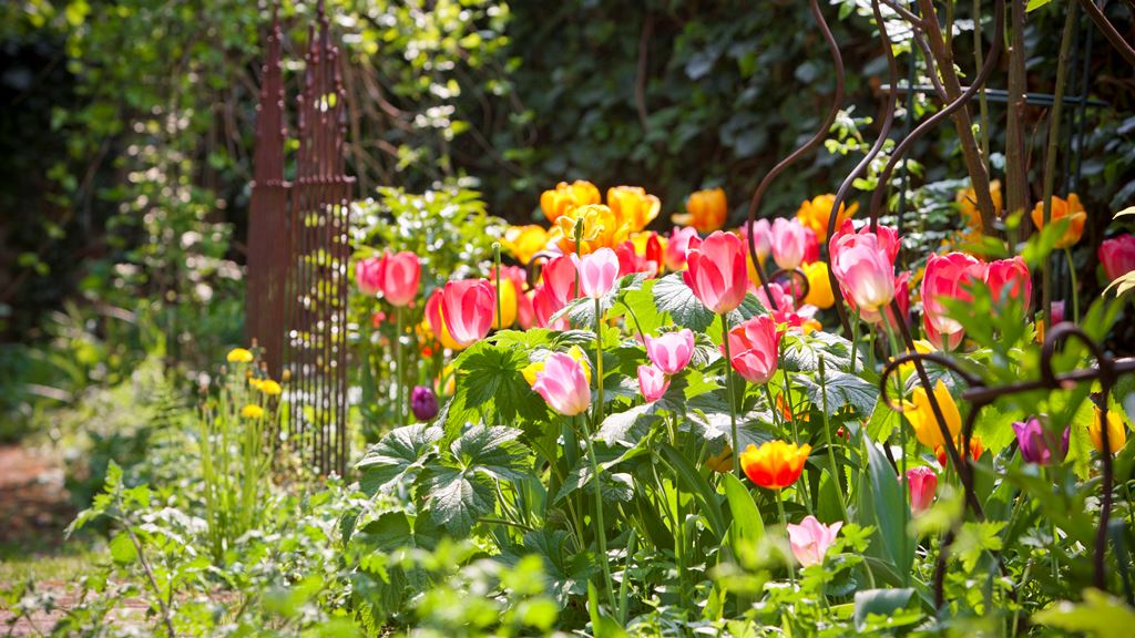 Perennial Flowers