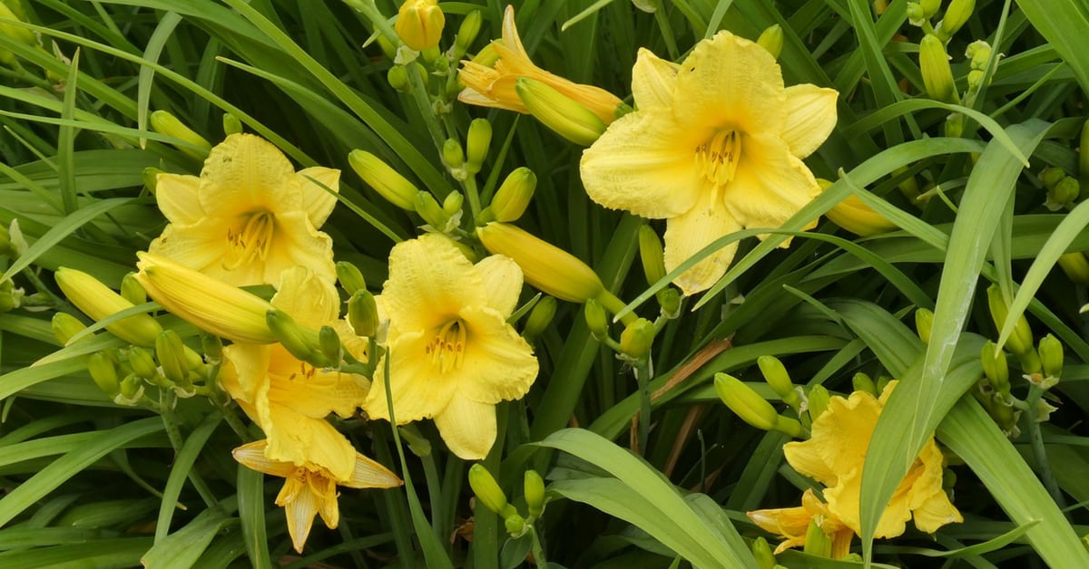 Daylily Caring, Growing and Planting