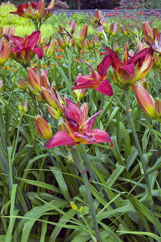 Daylily Caring, Growing and Planting