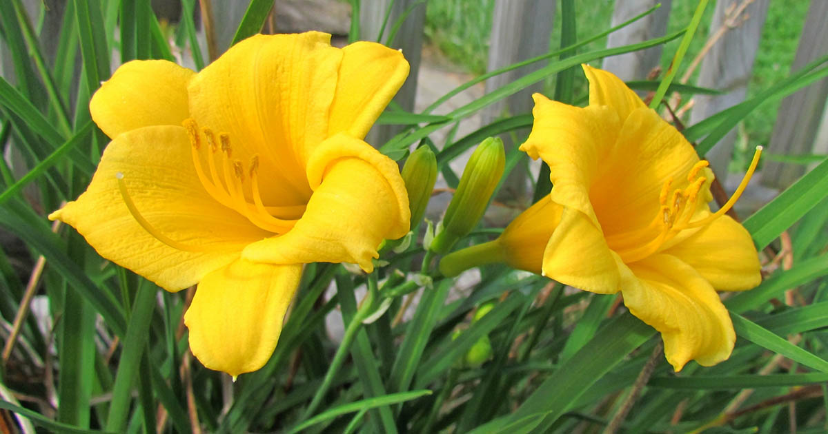 Daylily Caring, Growing and Planting