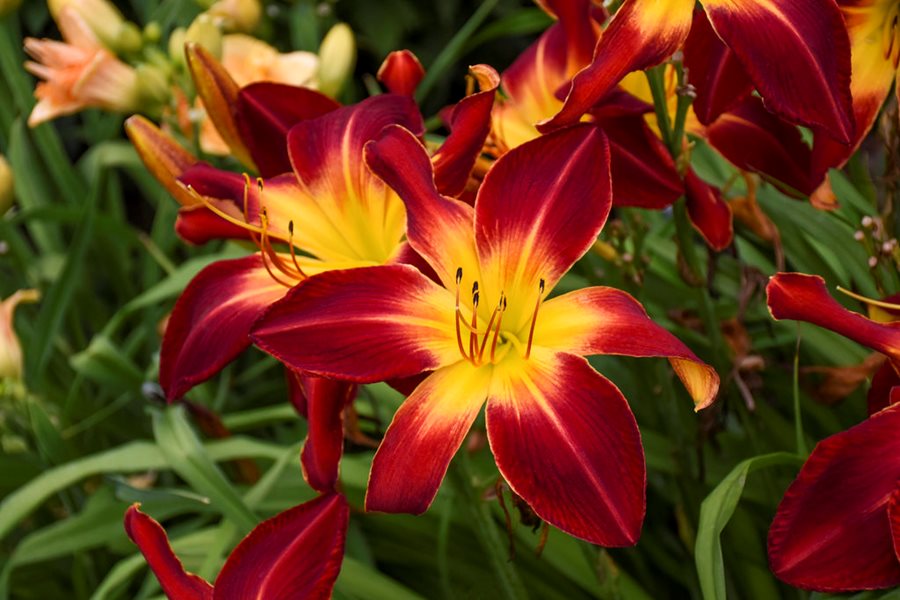 Daylily Caring, Growing and Planting