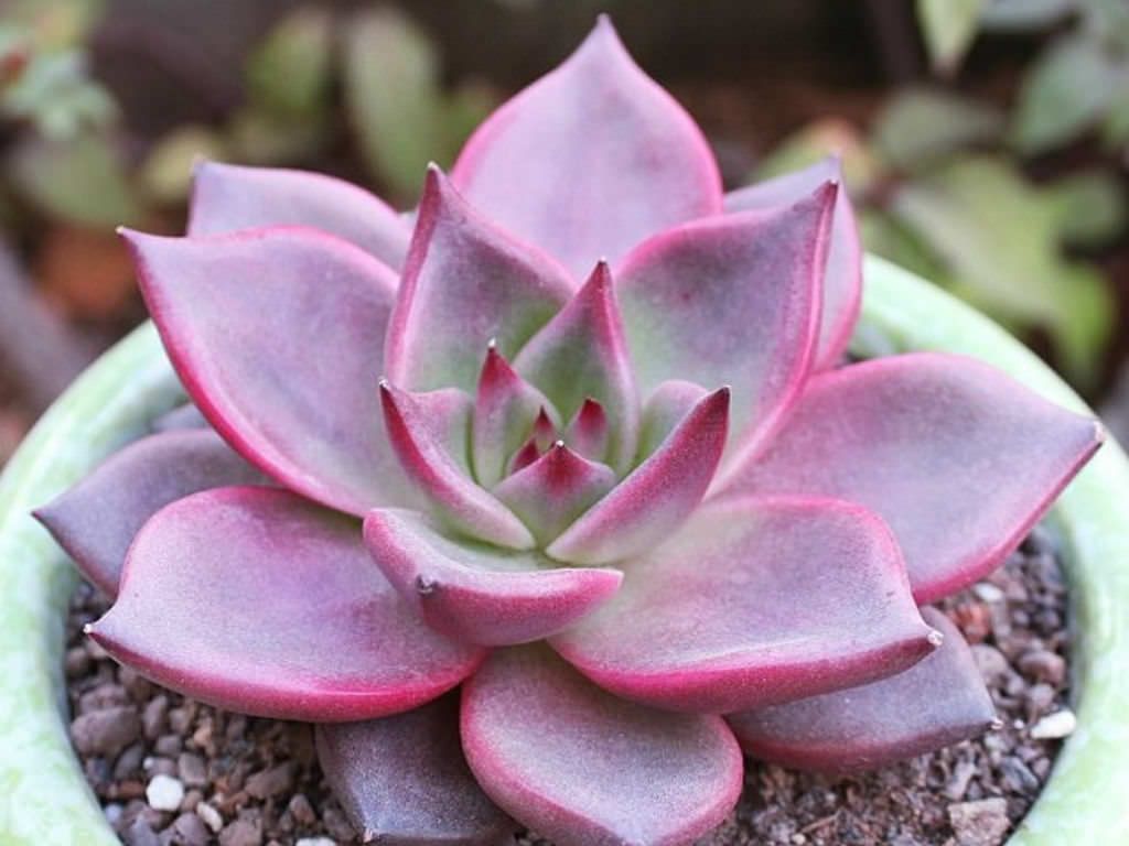 How to Grow Succulents