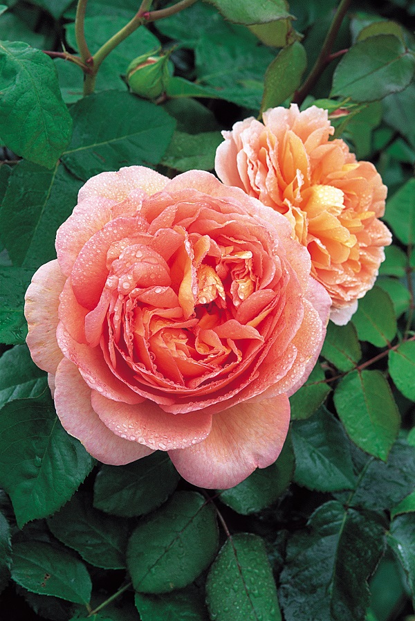 How to Grow English Rose