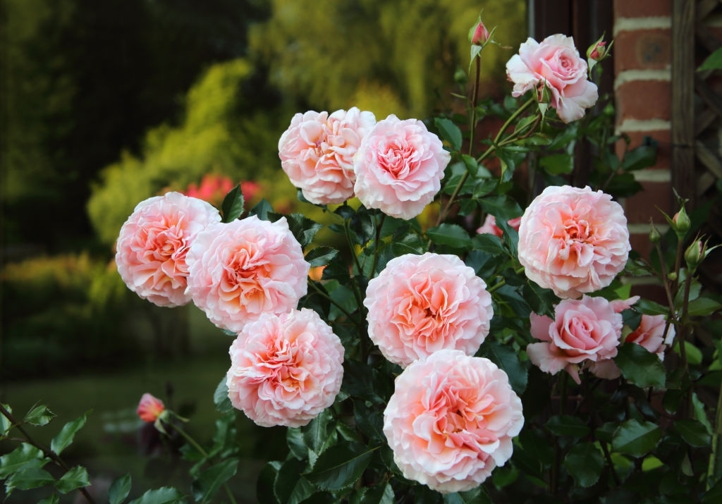How to Grow English Rose