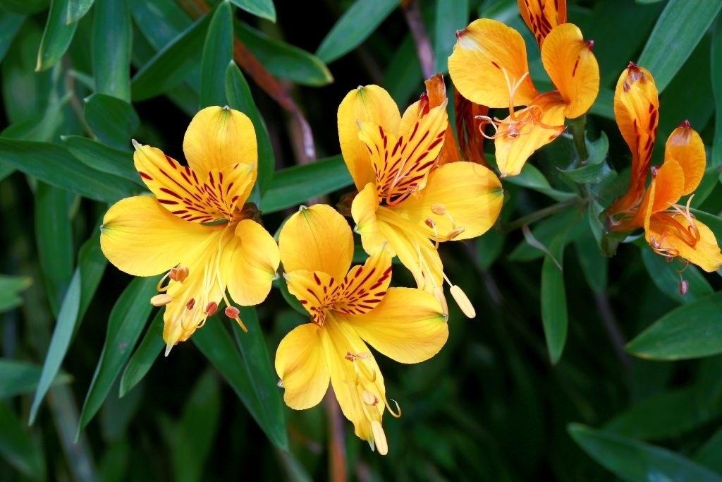 Alstroemeria Care