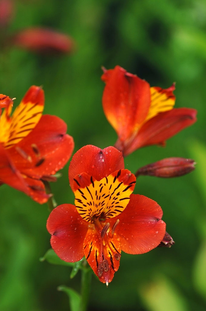 Alstroemeria Care