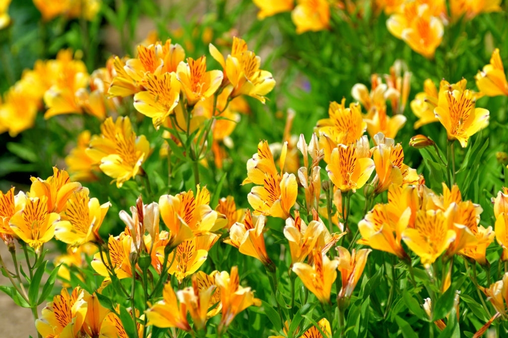 Alstroemeria Care