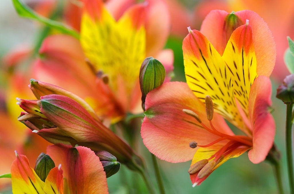 Alstroemeria Care