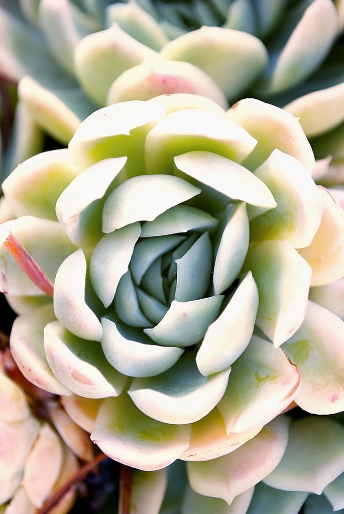 Succulents Caring and Types