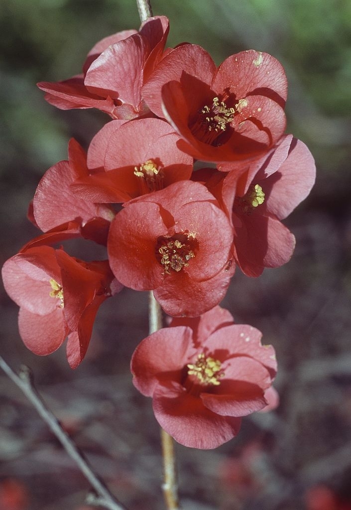 Japanese Quince Plant Care