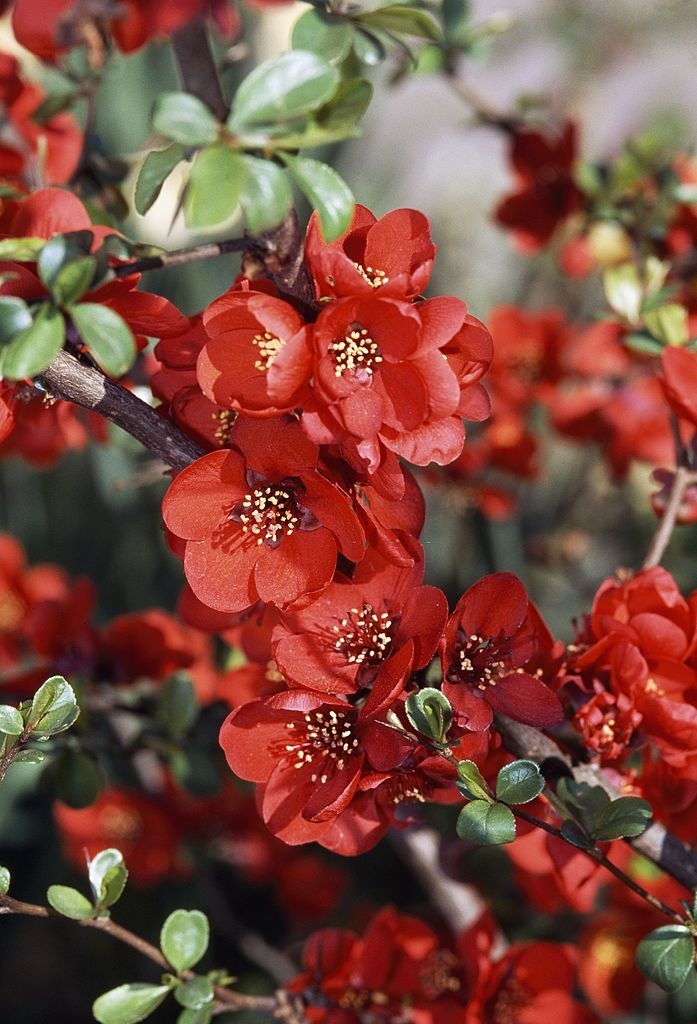 Japanese Quince Plant Care