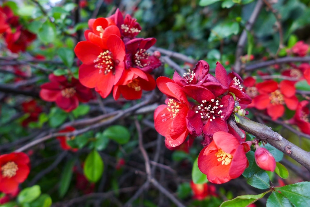 Japanese Quince: Plant Caring and Growing Tips of Japanese Quince - Go ...