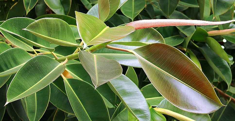 Different Types Of Ficus Plants