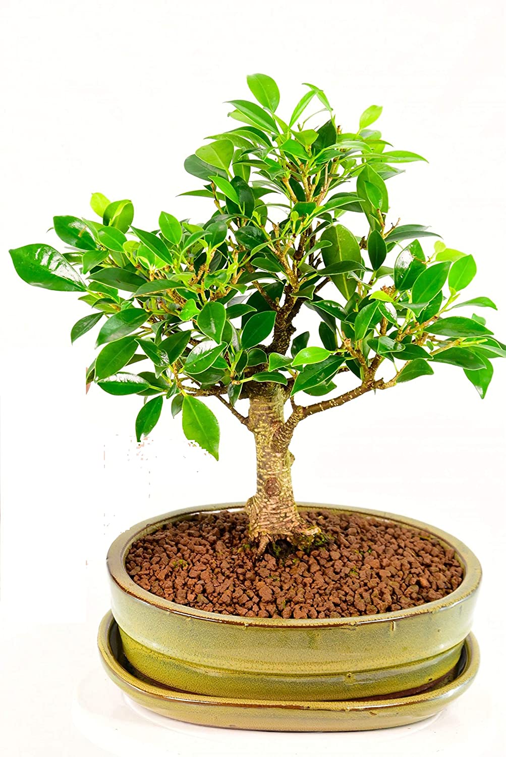 Types of Ficus