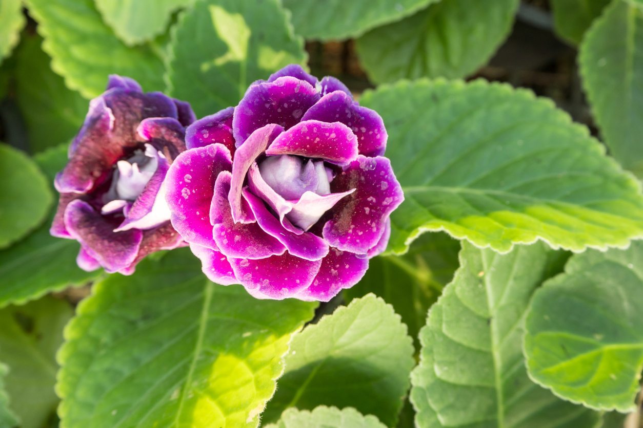 Gloxinia Growing and Caring