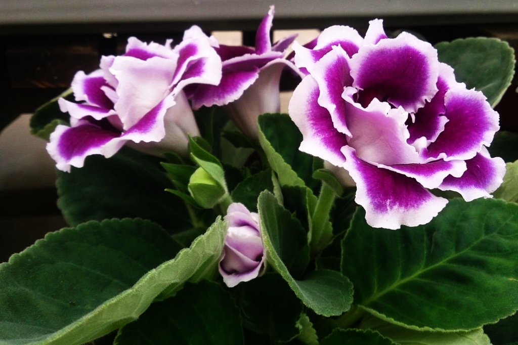 Gloxinia Growing and Caring