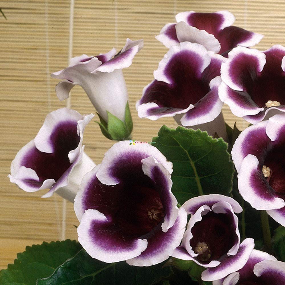 Gloxinia Growing and Caring