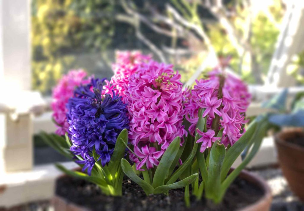 Hyacinth Learn How to Care for Hyacinth Go Get Yourself