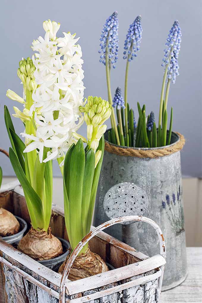 Hyacinth Caring, Planting and Growing