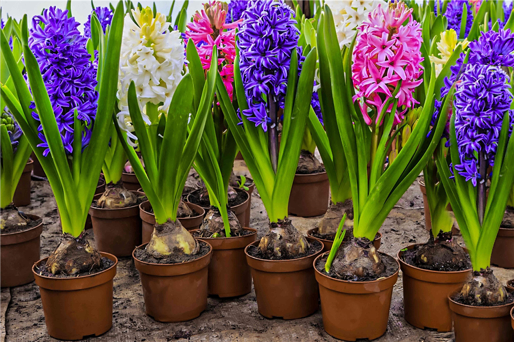 Hyacinth Caring, Planting and Growing