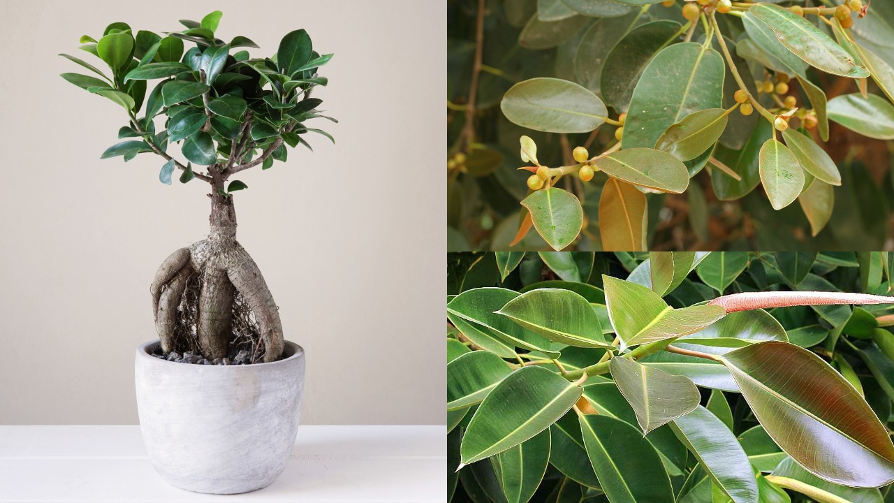 Types of Ficus