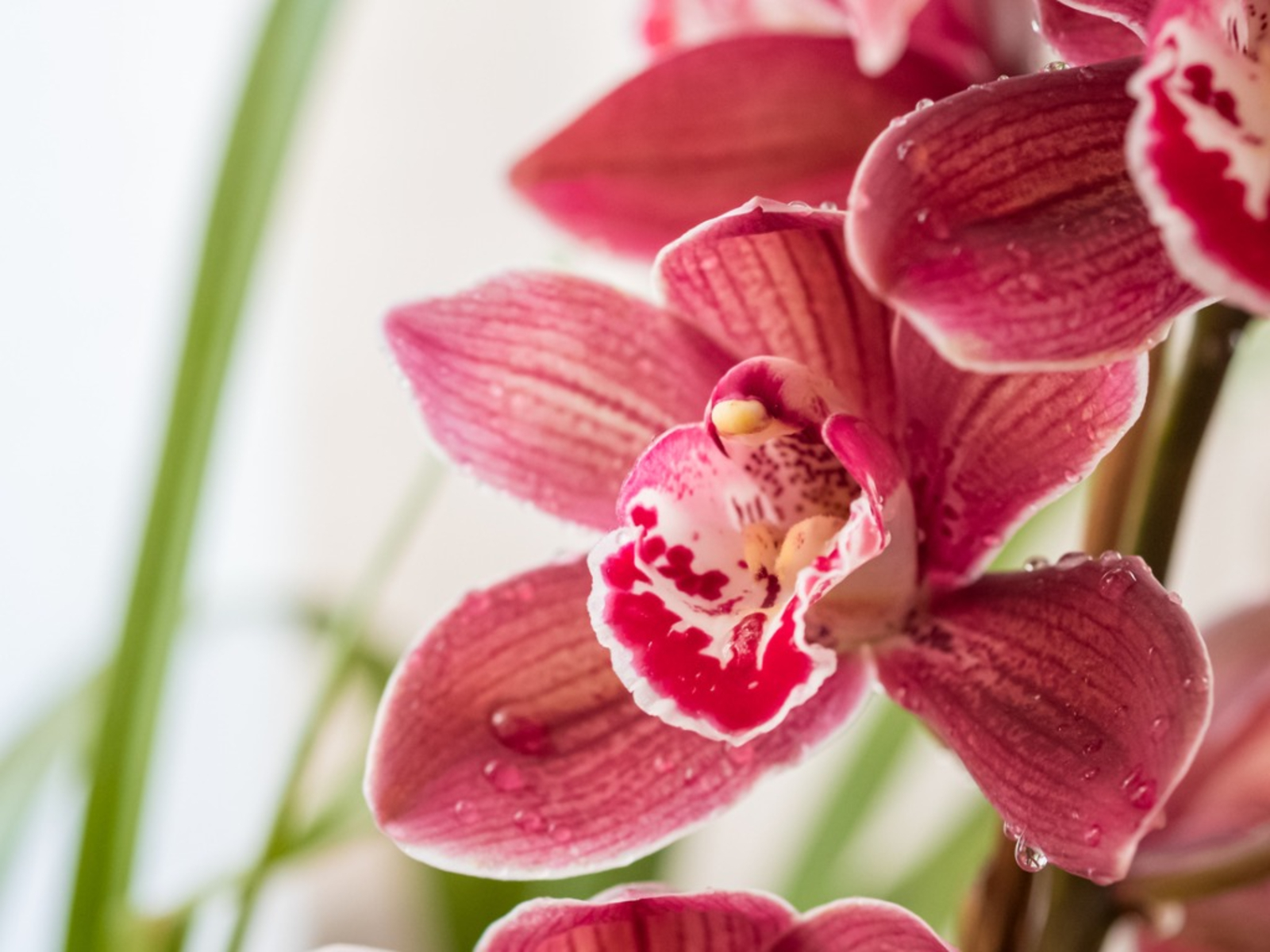 Types of Orchids