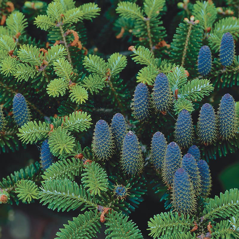 Korean Fir Planting and Caring